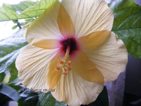 Hibiscus