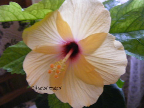 Hibiscus