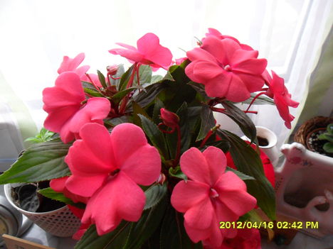 Impatiens