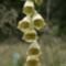 sárga gyűszűvirág V