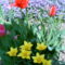 tulipánok01