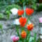 tulipánok02