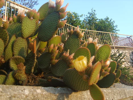 Kaktusz.
