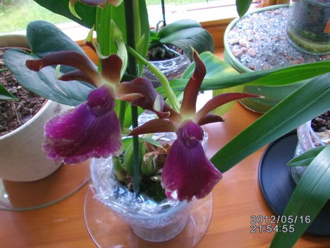 Orchidea 1