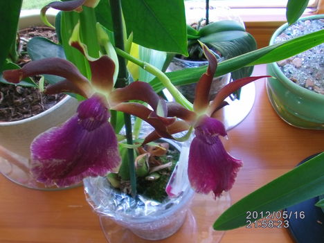 Orchidea 10
