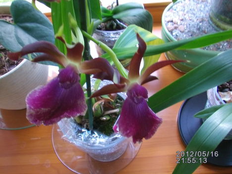 Orchidea 2
