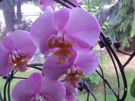 Orchidea 3