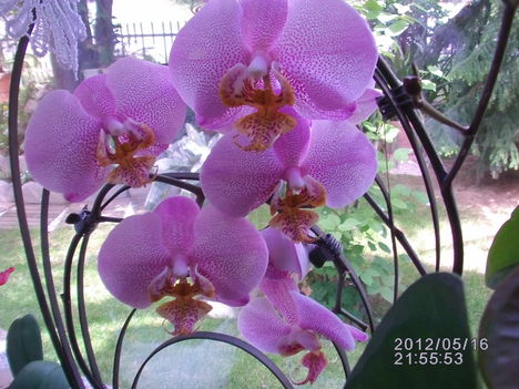 Orchidea 4