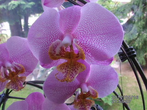 Orchidea 5
