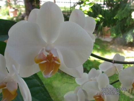 Orchidea 7