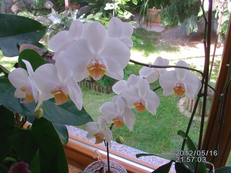 Orchidea 8