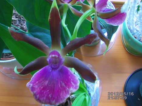 Orchidea 9