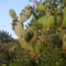 Orias kaktusz.
