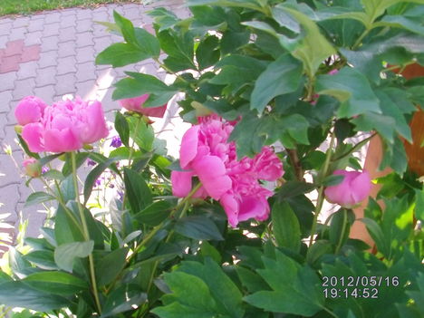 Peonia 1