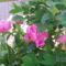 Peonia 1