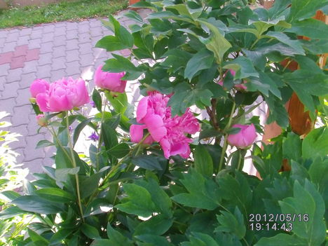 Peonia 2