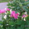 Peonia 2