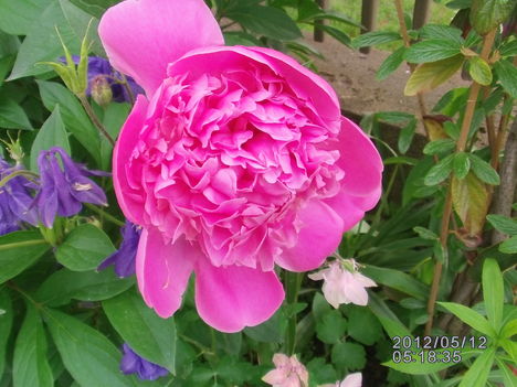 peonia 3