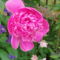 peonia 3
