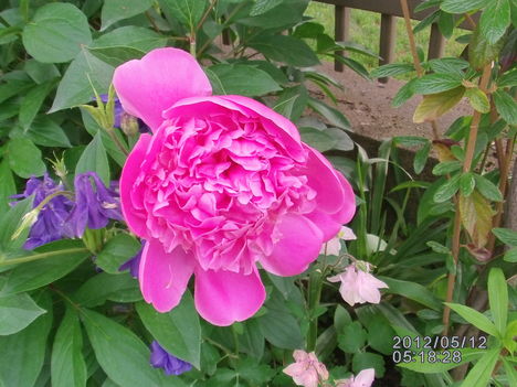 Peonia 4