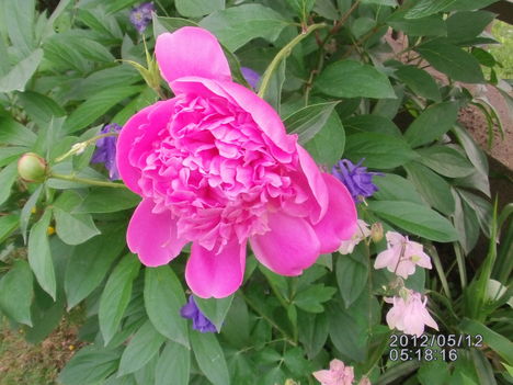 Peonia 5