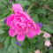 Peonia 5