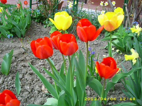 Tavaszi virágok 10