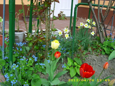 Tavaszi virágok 7