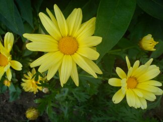 Argyranthemum közelről