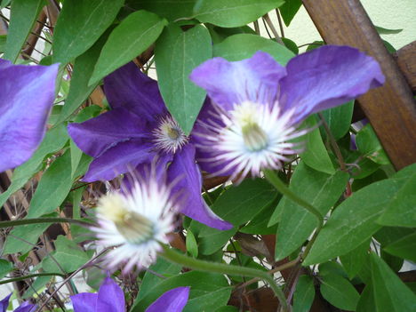 Elvirágzás,virágfelépítés közelről(Clematis)
