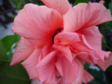 Hibiskus,rózsaszín