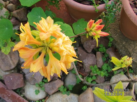 Kerti azalea (1)