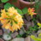 Kerti azalea (1)