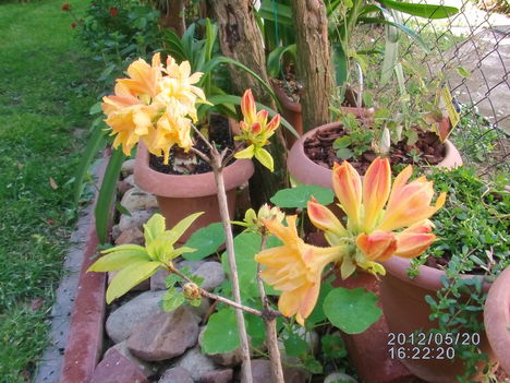 Kerti azalea (2)