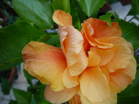 Narancssárga Hibiskus