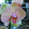 Orchidea (1)
