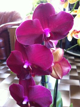 Orchidea (2)