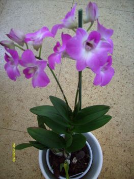 Orchidea 5