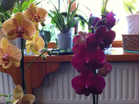 Orchideák (1)