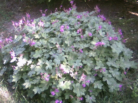PICT0071