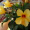 Sárga Hibiszkuszvirágok különböző állapotban