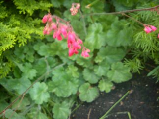 Tűzeső.(Heuchera sanquinea)