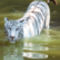 20120515-a-nap-fotoja-feher-tigris-india