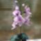 Lila orchidea2