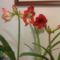 oriásvirágu amariliszeim20120215009