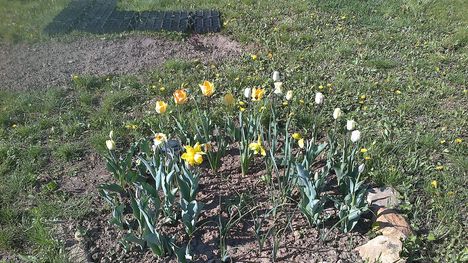 tulipánok20120409051