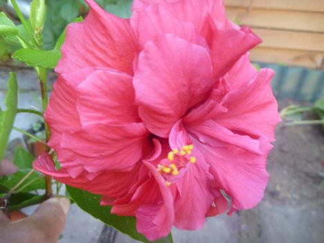 hibiszkusz 01