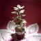 HPIM0011első csalánvirágom