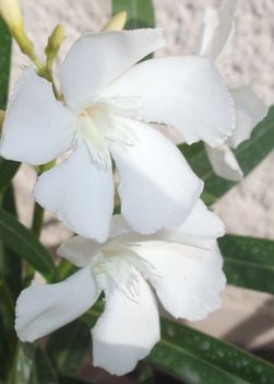 IMG_0011