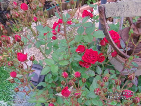 Mini rózsa eső után